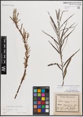 Foto von Salix eleagnos subsp. angustifolia (Cariot) Rech. f.